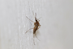 Ochlerotatus