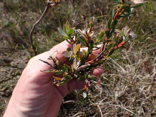 Image of Leucadendron stelligerum by (c) Eugene Hahndiek, some rights reserved (CC BY-SA)