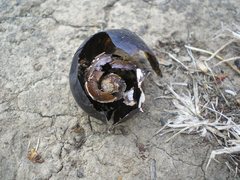 Victaphanta compacta