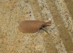 Rentinus dilatatus