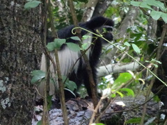 Colobus caudatus