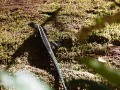 Liolaemus septentrionalis