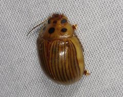 Paropsisterna intacta