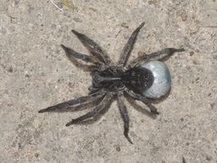 Tasmanicosa godeffroyi