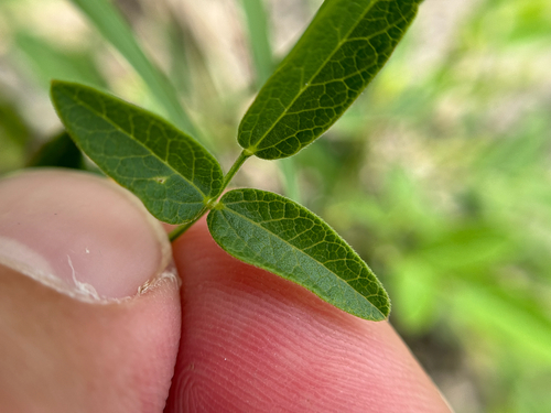 Image of Rhynchosia senna by (c) Chet Burrier, some rights reserved (CC BY)