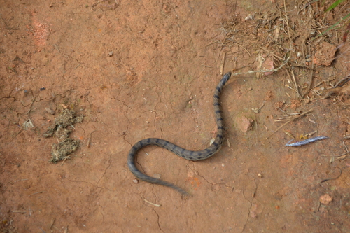 Jerdon's Kukri Snake