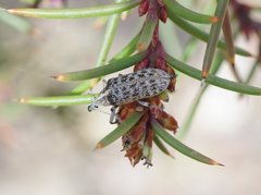 Pachyura australis