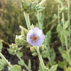 Malacothamnus aboriginum