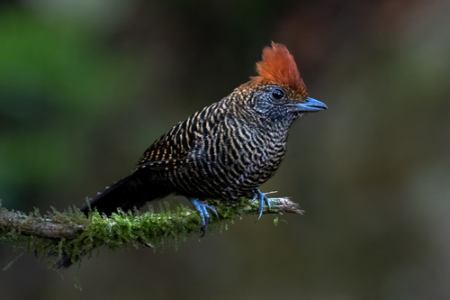 Mackenziaena severa (Lichtenstein, 1823)