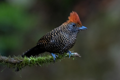 Tufted Antshrike photo 1