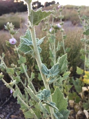 Malacothamnus aboriginum