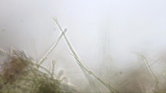 Nostocales