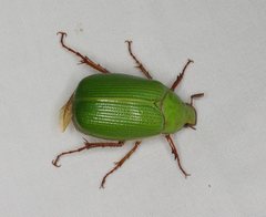 Xylonichus eucalypti