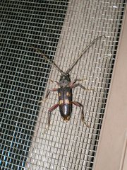 Phoracantha punctata