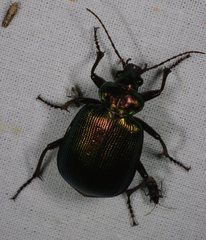 Calosoma schayeri