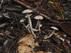 Asterophora mirabilis