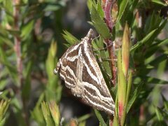 Dichromodes confluaria