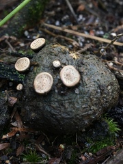 Poronia erici