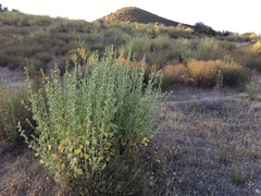 Malacothamnus aboriginum