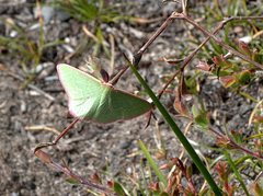 Chlorocoma cadmaria
