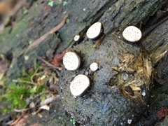 Poronia erici