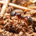 Aphaenogaster epirotes - Photo (c) Jakub Šidlík,  זכויות יוצרים חלקיות (CC BY), הועלה על ידי Jakub Šidlík