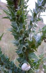 Onopordum illyricum
