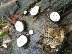 Poronia erici