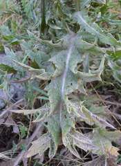 Onopordum illyricum