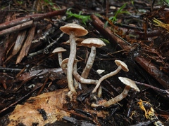 Asterophora mirabilis