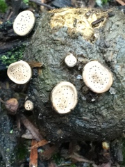 Poronia erici