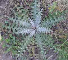 Onopordum illyricum