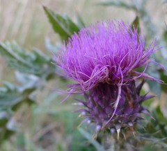 Onopordum illyricum