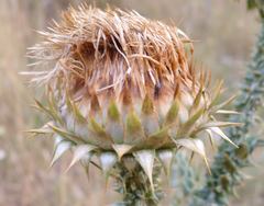 Onopordum illyricum