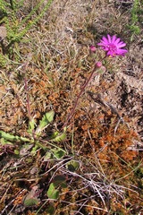Senecio macrocephalus