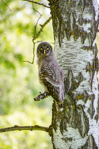Great Gray Owl