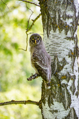 Great Grey Owl photo 2