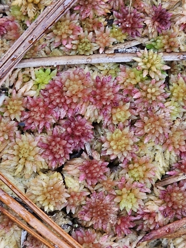 Image of Sphagnum tenerum by (c) Lawson Cope, some rights reserved (CC BY)