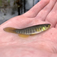 Fundulus lineolatus