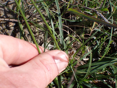 Image of Carex capensis by (c) Eugene Hahndiek, some rights reserved (CC BY-SA)