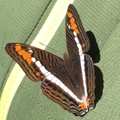 Adelpha aricia