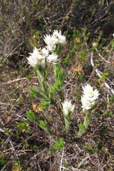 Achyranthemum