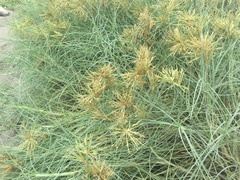 Spinifex littoreus