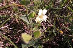 Thunbergia capensis