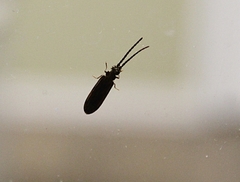 Tenomerga cinerea