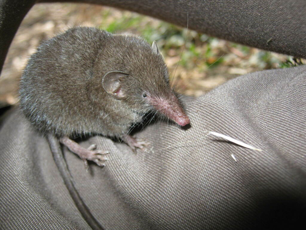 Day's Shrew