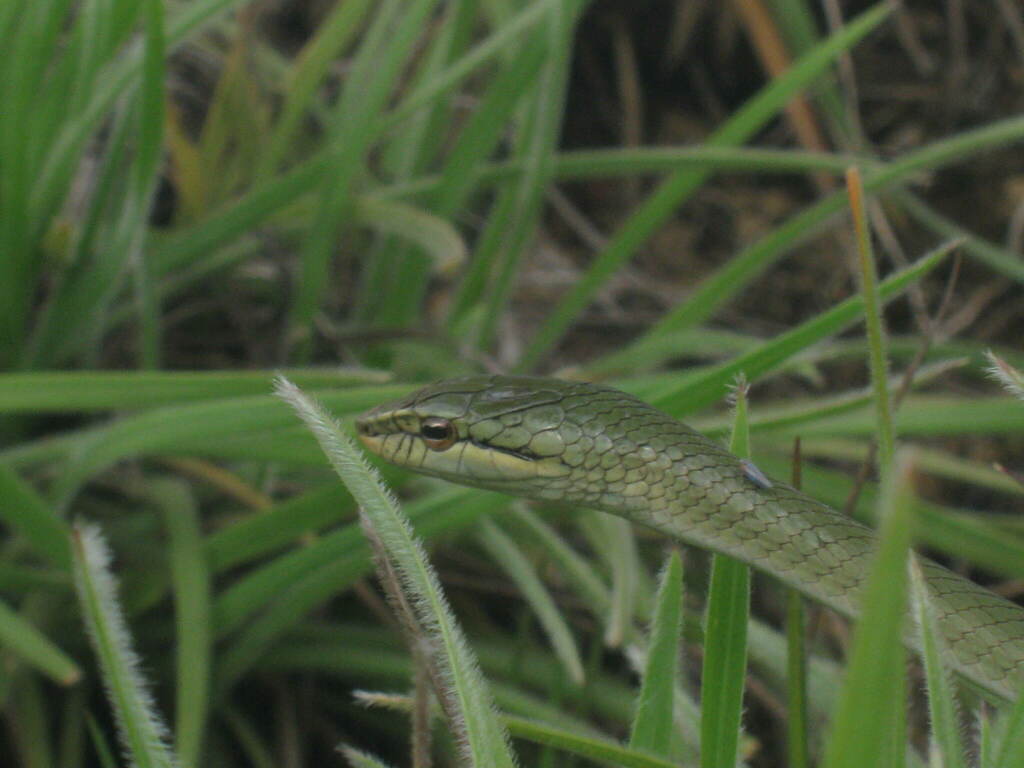 Perrotet's Vine Snake
