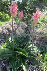 Veltheimia bracteata