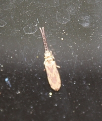 Tenomerga cinerea