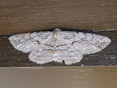 Iridopsis vellivolata